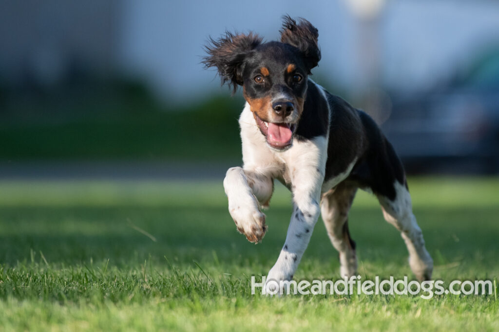 Picture of a young black tricolor french brittany spaniel outside in the park