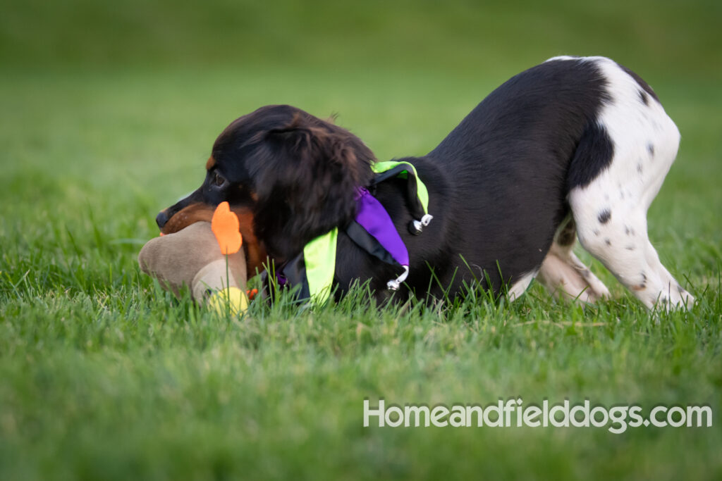 Tricolor french brittany puppies playing with toys in a field wearing halloween costumes