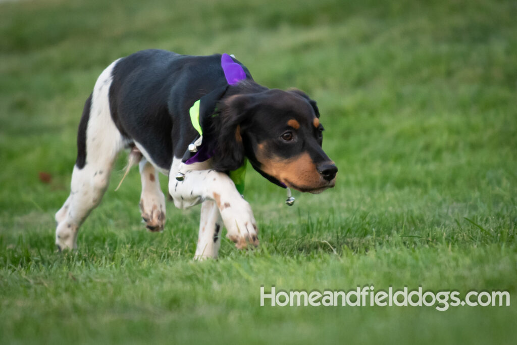 Tricolor french brittany puppies playing with toys in a field wearing halloween costumes