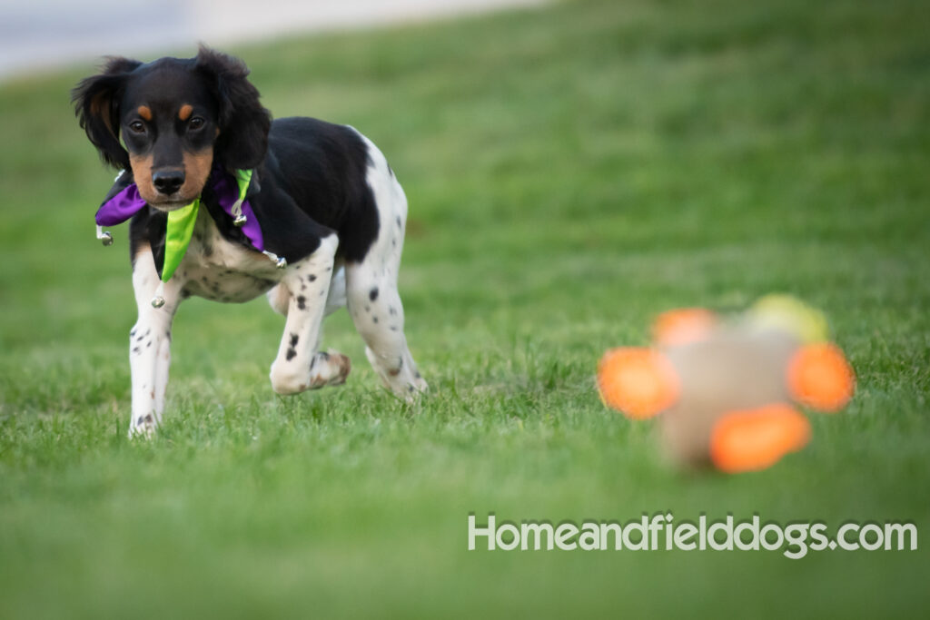 Tricolor french brittany puppies playing with toys in a field wearing halloween costumes