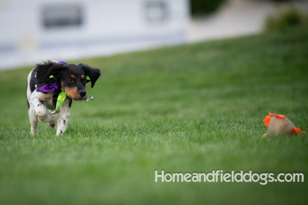 Tricolor french brittany puppies playing with toys in a field wearing halloween costumes