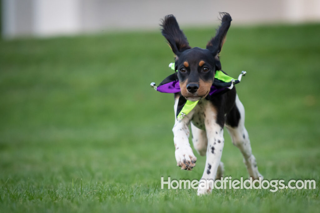 Tricolor french brittany puppies playing with toys in a field wearing halloween costumes