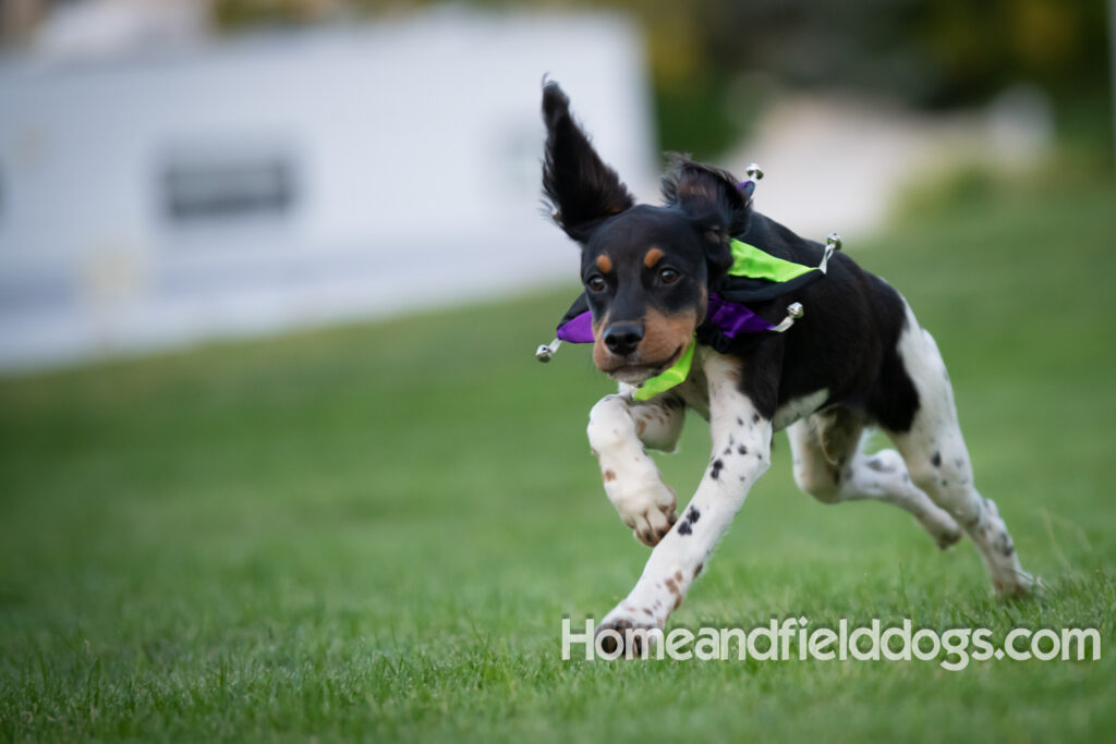 Tricolor french brittany puppies playing with toys in a field wearing halloween costumes