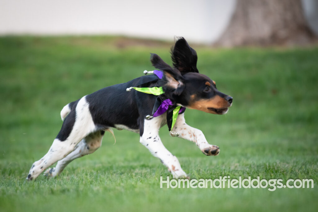 Tricolor french brittany puppies playing with toys in a field wearing halloween costumes