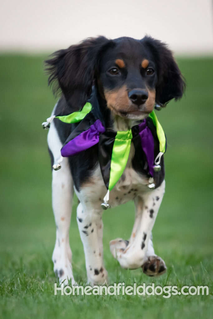 Tricolor french brittany puppies playing with toys in a field wearing halloween costumes