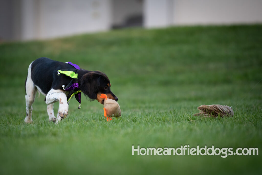 Tricolor french brittany puppies playing with toys in a field wearing halloween costumes