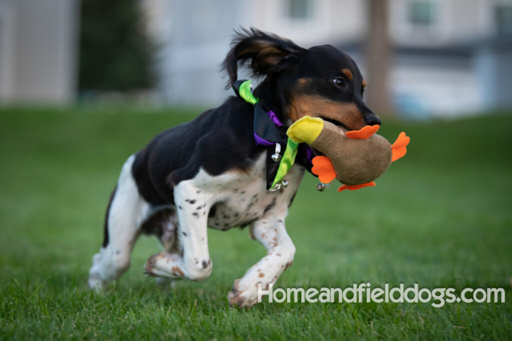 Tricolor french brittany puppies playing with toys in a field wearing halloween costumes