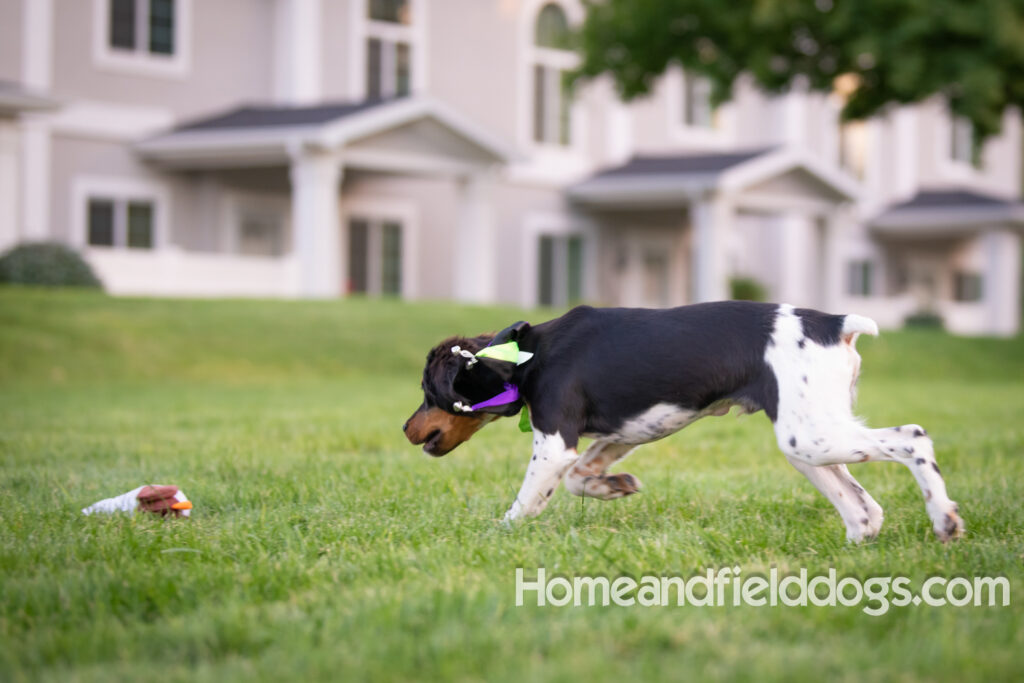 Tricolor french brittany puppies playing with toys in a field wearing halloween costumes