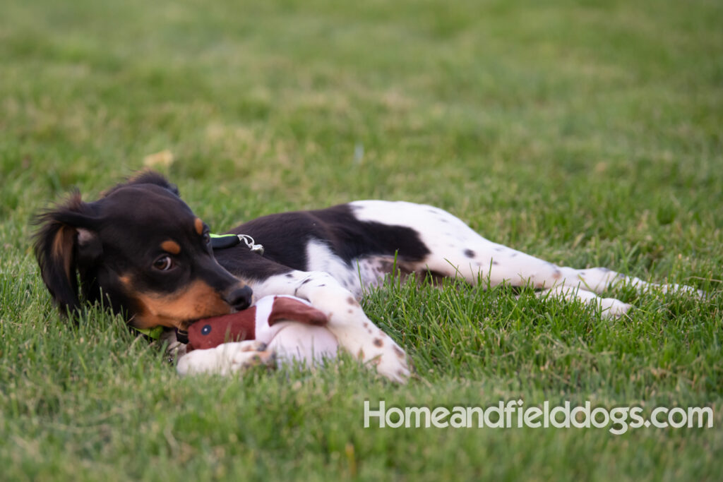 Tricolor french brittany puppies playing with toys in a field wearing halloween costumes