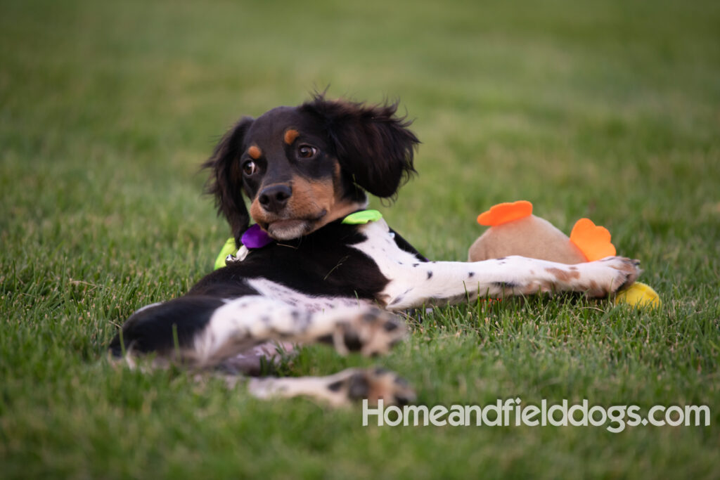 Tricolor french brittany puppies playing with toys in a field wearing halloween costumes