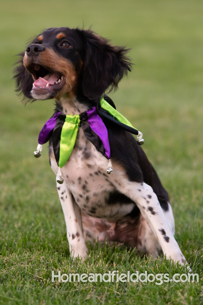 Tricolor french brittany puppies playing with toys in a field wearing halloween costumes