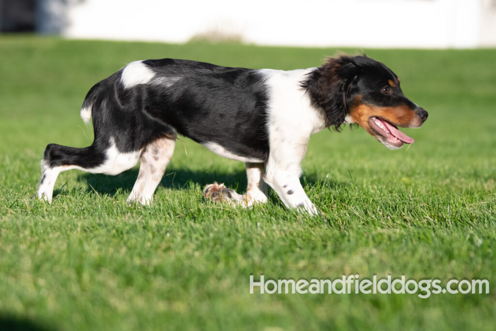 Picture of a young black tricolor french brittany spaniel outside in the park