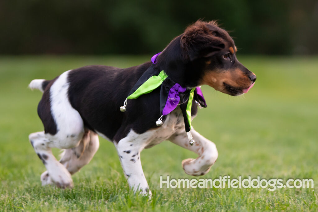 Tricolor french brittany puppies playing with toys in a field wearing halloween costumes