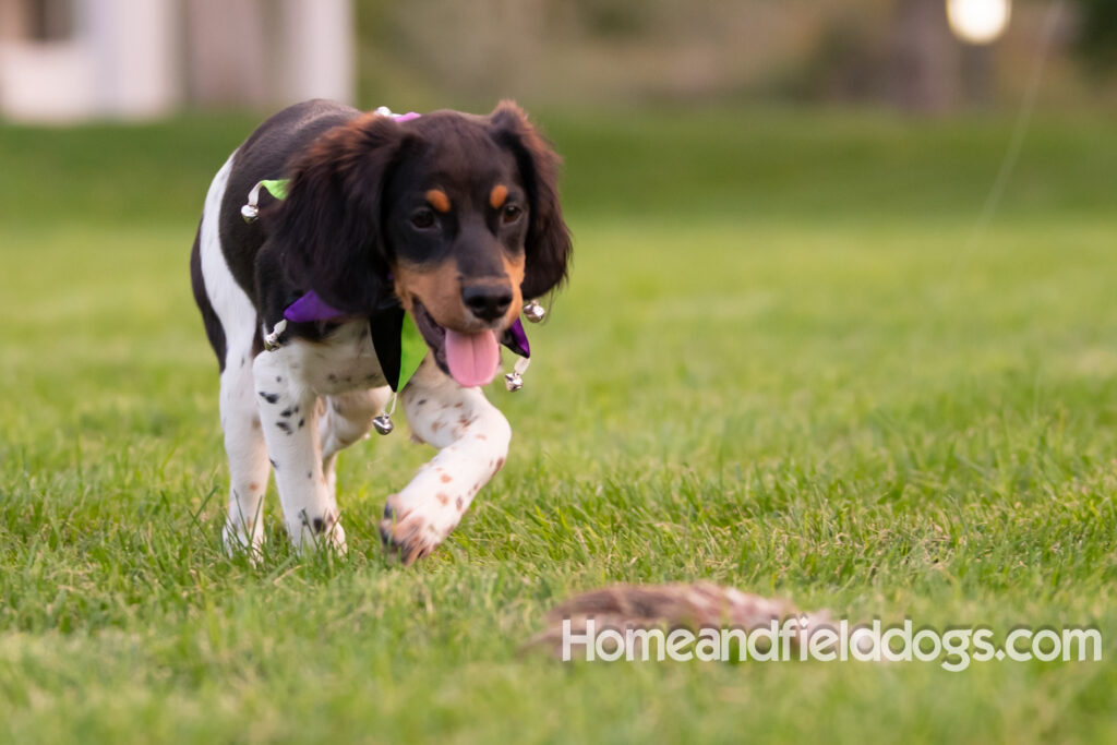 Tricolor french brittany puppies playing with toys in a field wearing halloween costumes