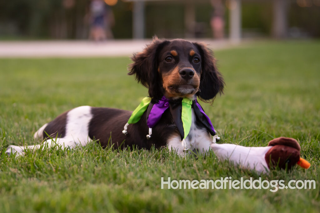 Tricolor french brittany puppies playing with toys in a field wearing halloween costumes