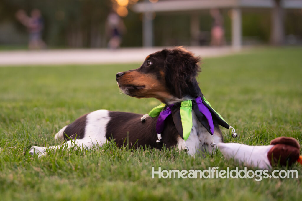 Tricolor french brittany puppies playing with toys in a field wearing halloween costumes