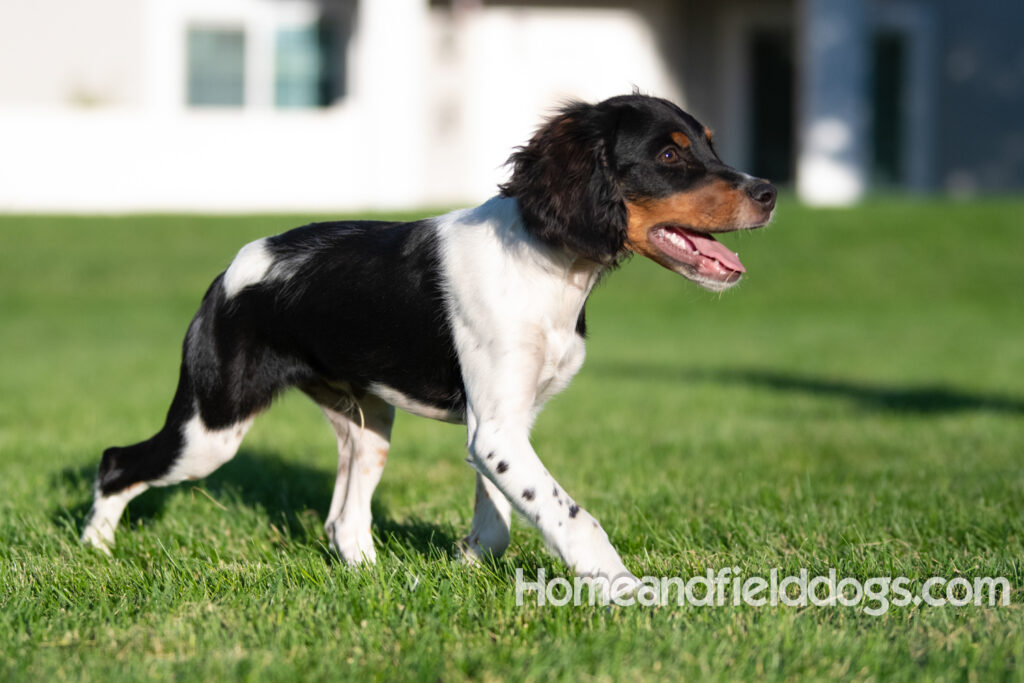 Picture of a young black tricolor french brittany spaniel outside in the park