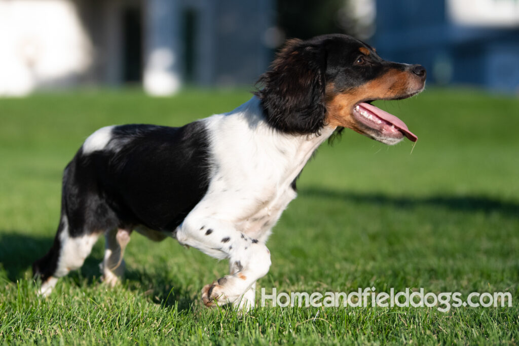 Picture of a young black tricolor french brittany spaniel outside in the park