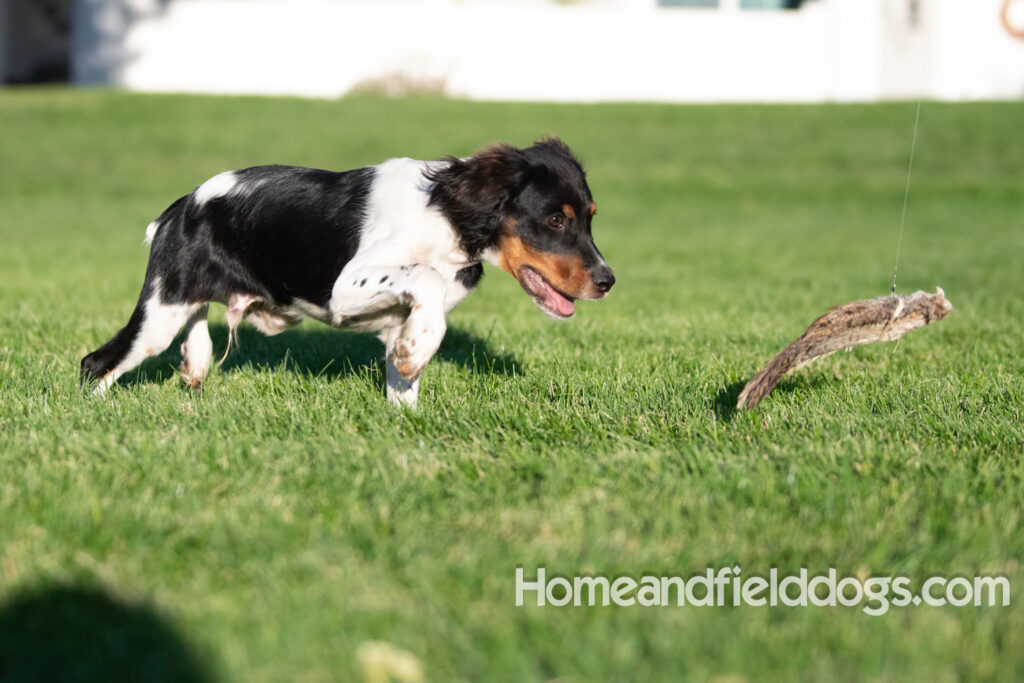 Picture of a young black tricolor french brittany spaniel outside in the park