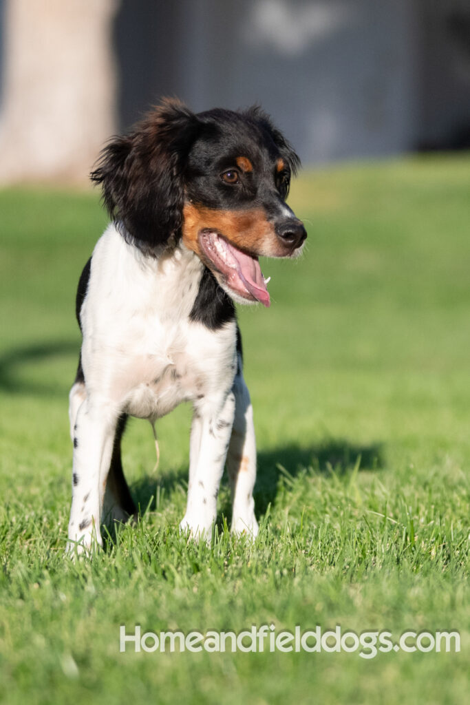 Picture of a young black tricolor french brittany spaniel outside in the park