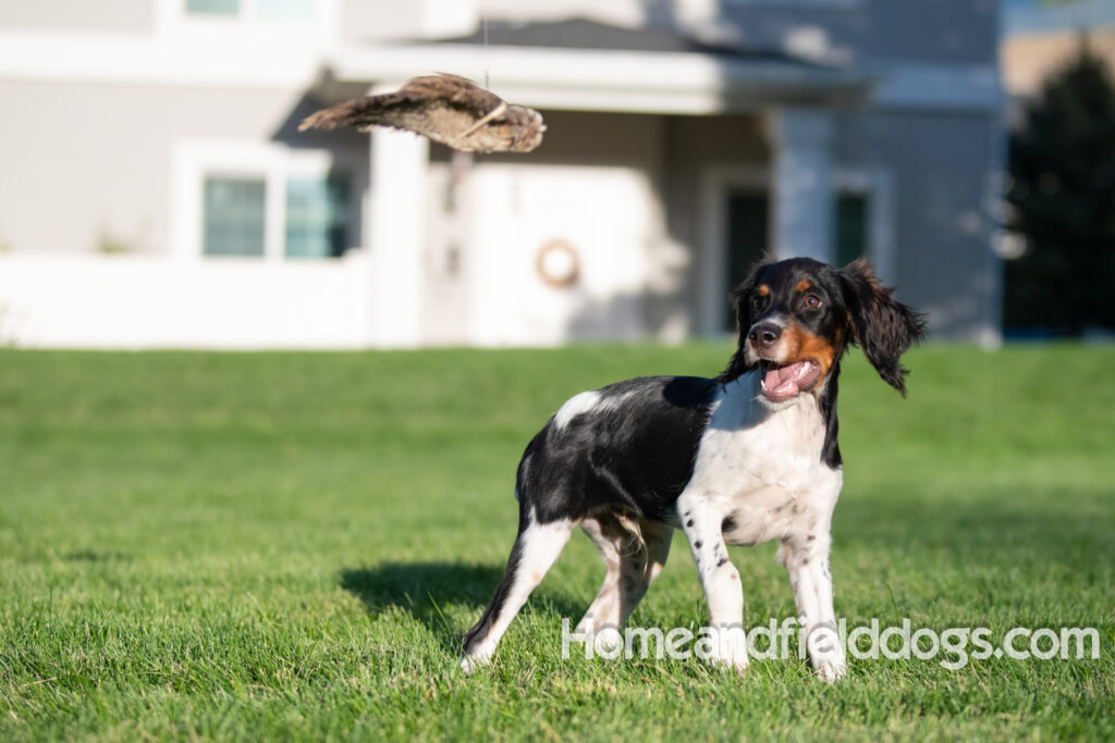 Picture of a young black tricolor french brittany spaniel outside in the park