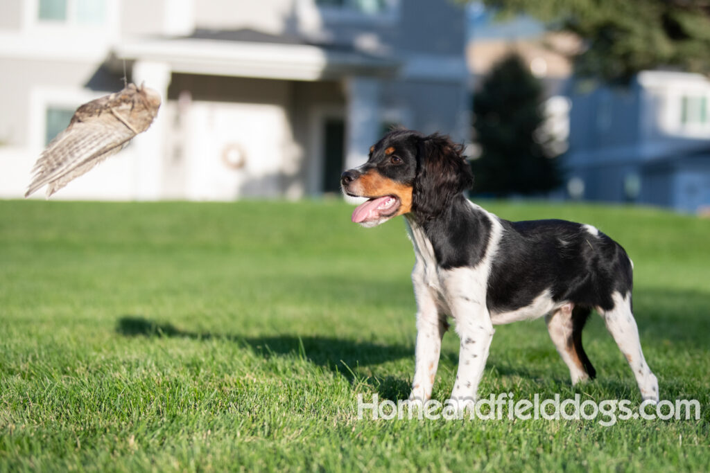 Picture of a young black tricolor french brittany spaniel outside in the park