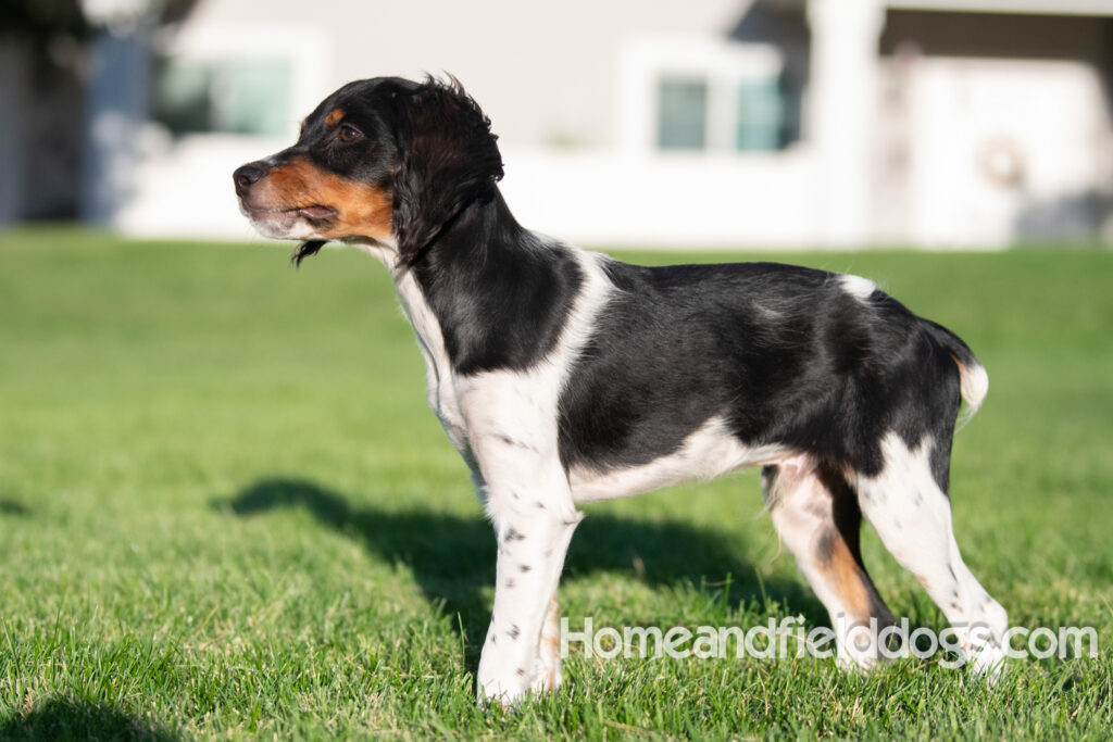 Picture of a young black tricolor french brittany spaniel outside in the park