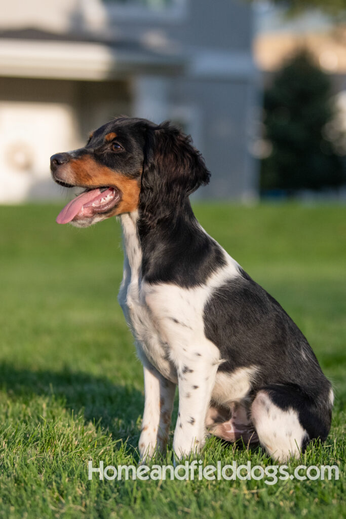 Picture of a young black tricolor french brittany spaniel outside in the park