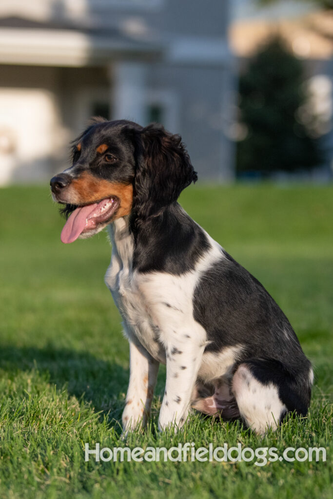 Picture of a young black tricolor french brittany spaniel outside in the park