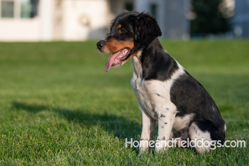 Picture of a young black tricolor french brittany spaniel outside in the park