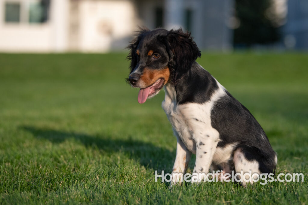 Picture of a young black tricolor french brittany spaniel outside in the park