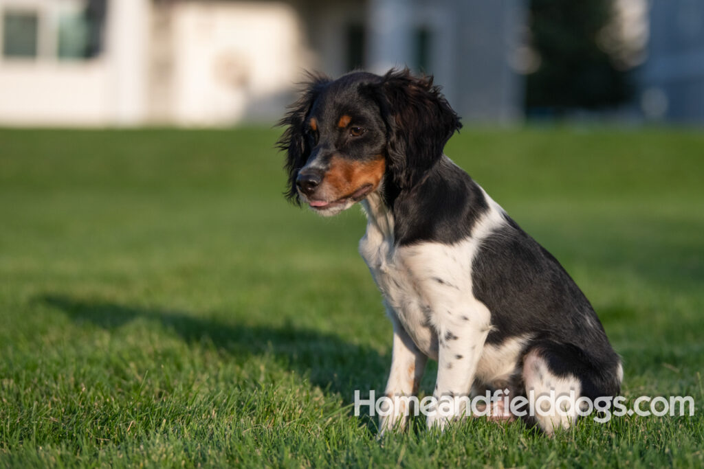 Picture of a young black tricolor french brittany spaniel outside in the park