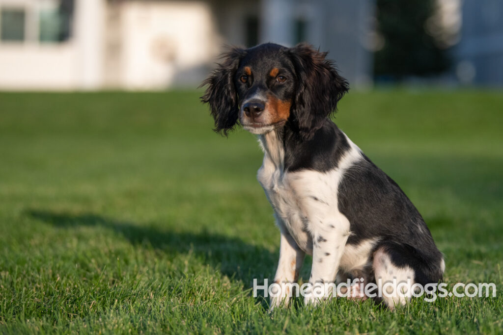 Picture of a young black tricolor french brittany spaniel outside in the park