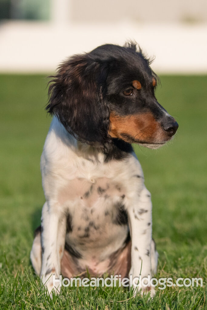 Picture of a young black tricolor french brittany spaniel outside in the park