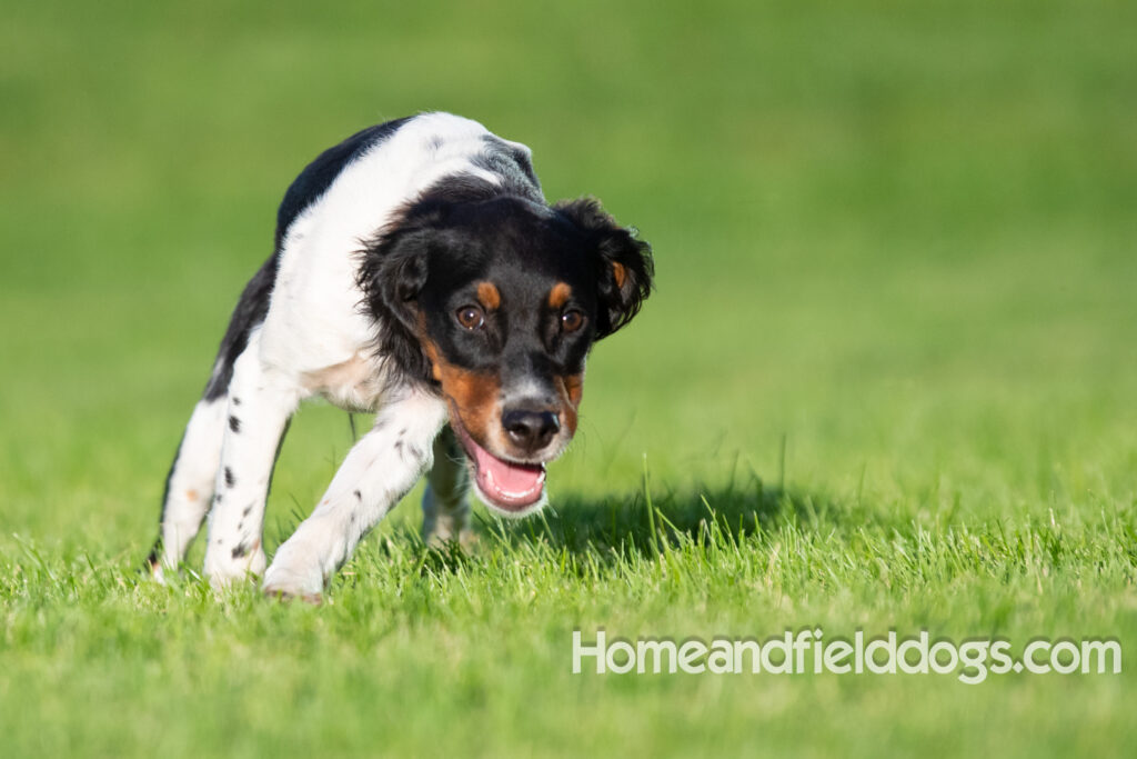 Picture of a young black tricolor french brittany spaniel outside in the park