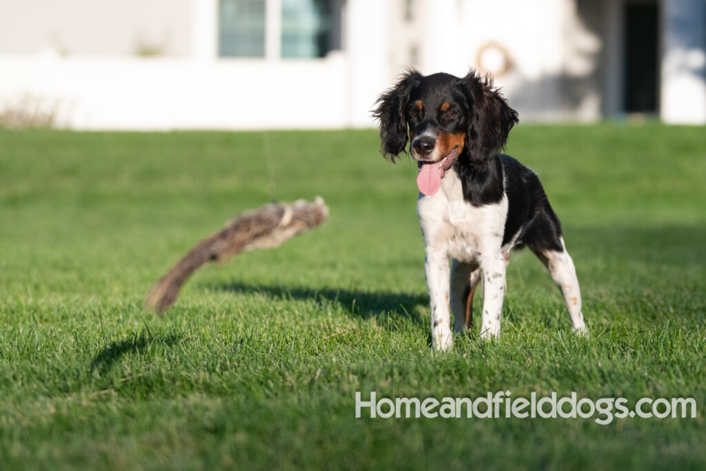 Picture of a young black tricolor french brittany spaniel outside in the park