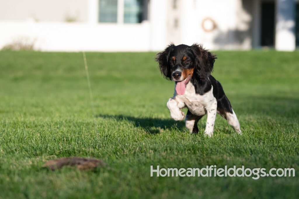 Picture of a young black tricolor french brittany spaniel outside in the park