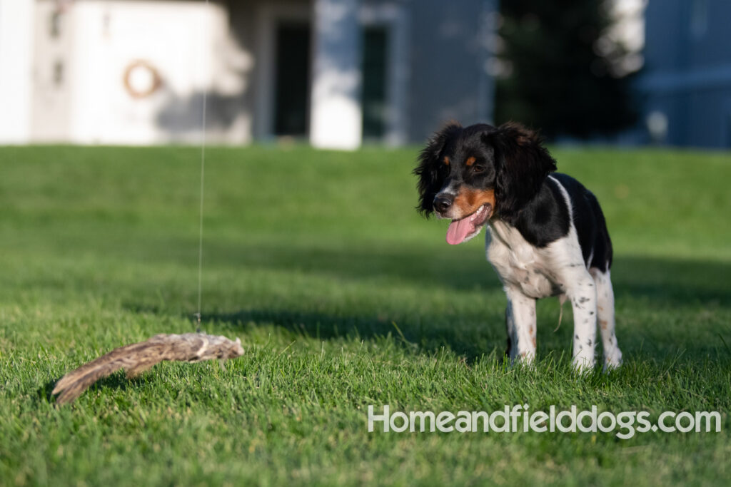 Picture of a young black tricolor french brittany spaniel outside in the park