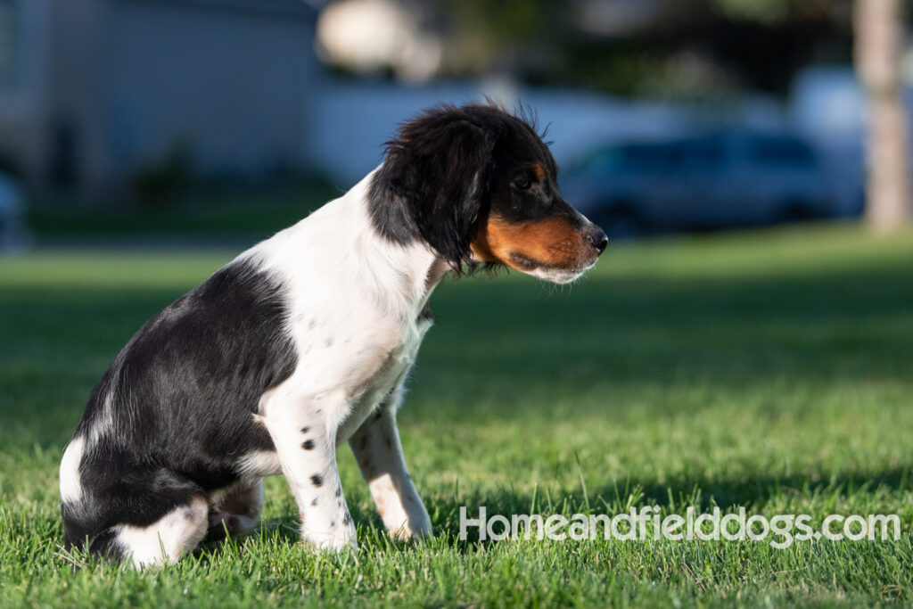 Picture of a young black tricolor french brittany spaniel outside in the park