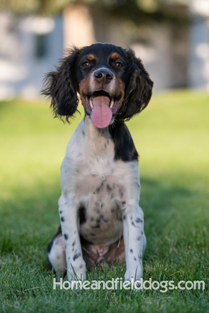 Picture of a young black tricolor french brittany spaniel outside in the park