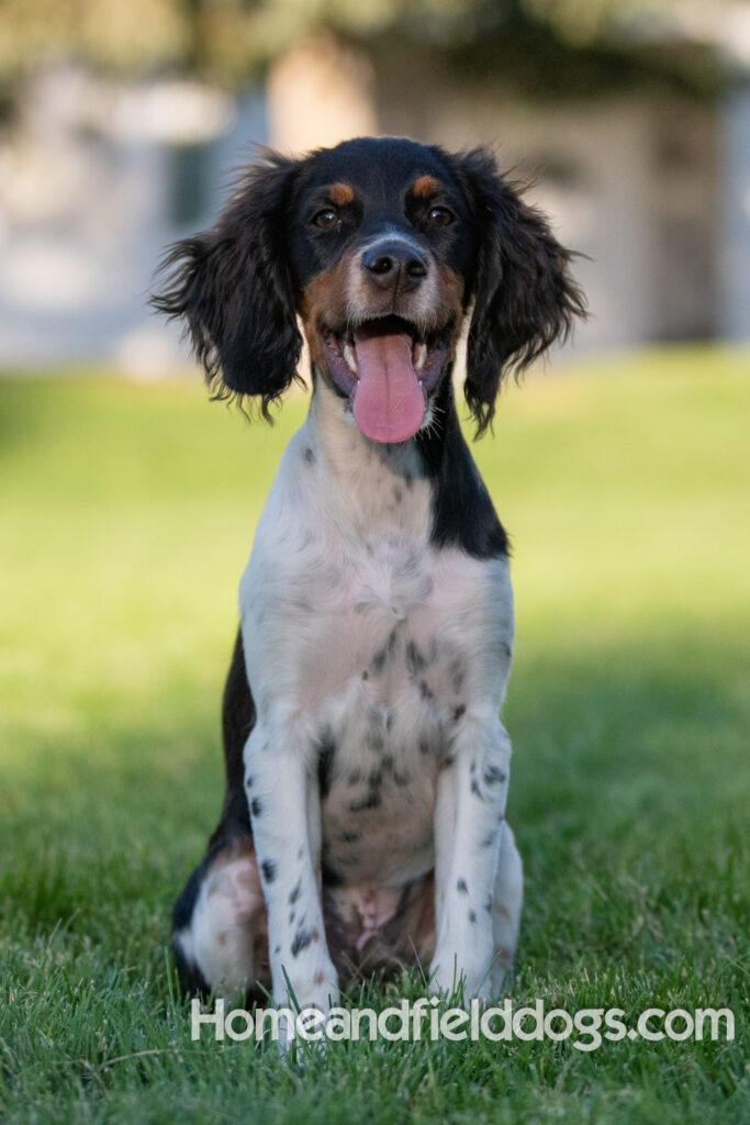 Picture of a young black tricolor french brittany spaniel outside in the park