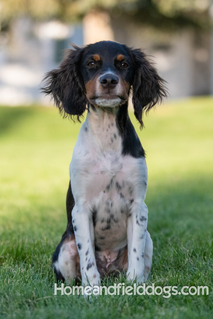 Picture of a young black tricolor french brittany spaniel outside in the park