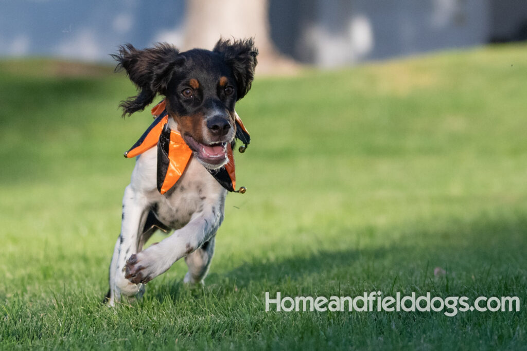 Tricolor french brittany puppies playing with toys in a field wearing halloween costumes