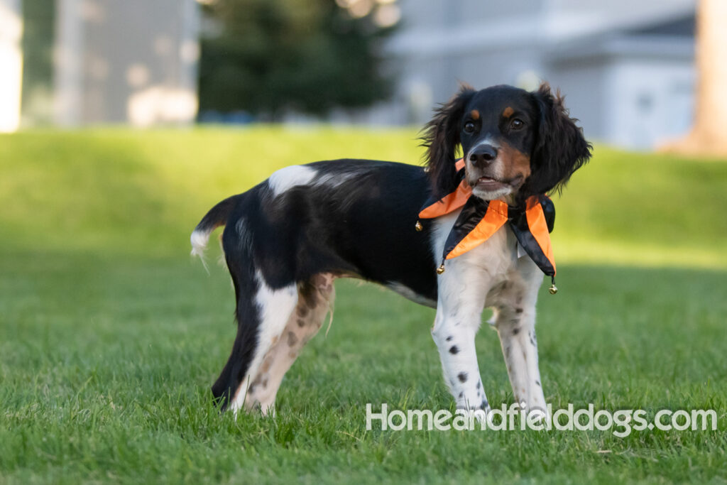 Tricolor french brittany puppies playing with toys in a field wearing halloween costumes