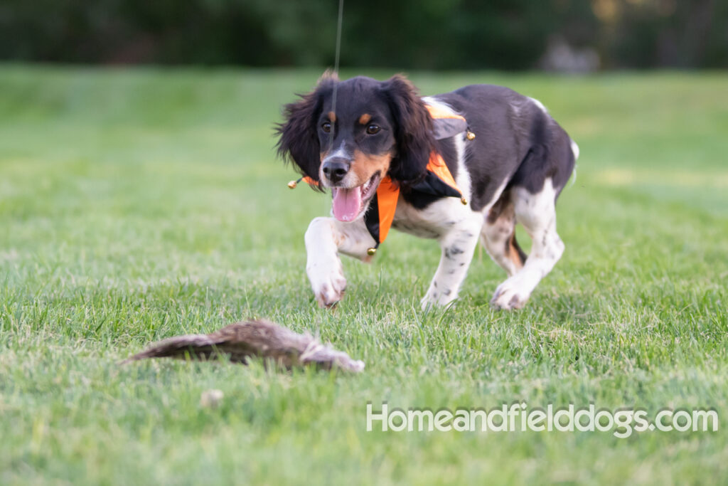 Tricolor french brittany puppies playing with toys in a field wearing halloween costumes