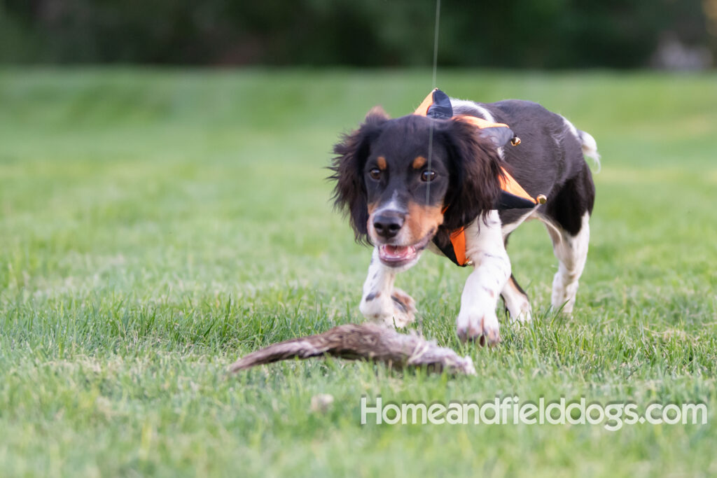 Tricolor french brittany puppies playing with toys in a field wearing halloween costumes