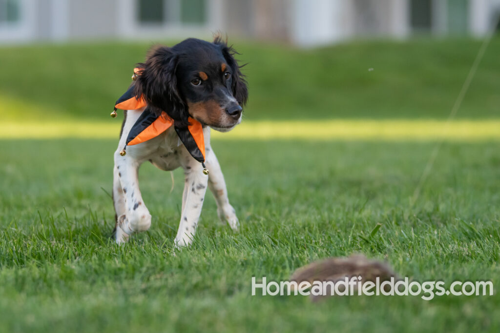 Tricolor french brittany puppies playing with toys in a field wearing halloween costumes