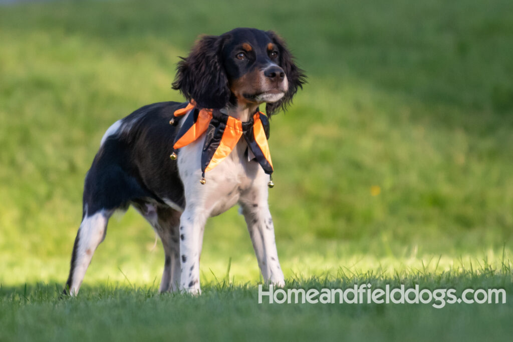 Tricolor french brittany puppies playing with toys in a field wearing halloween costumes