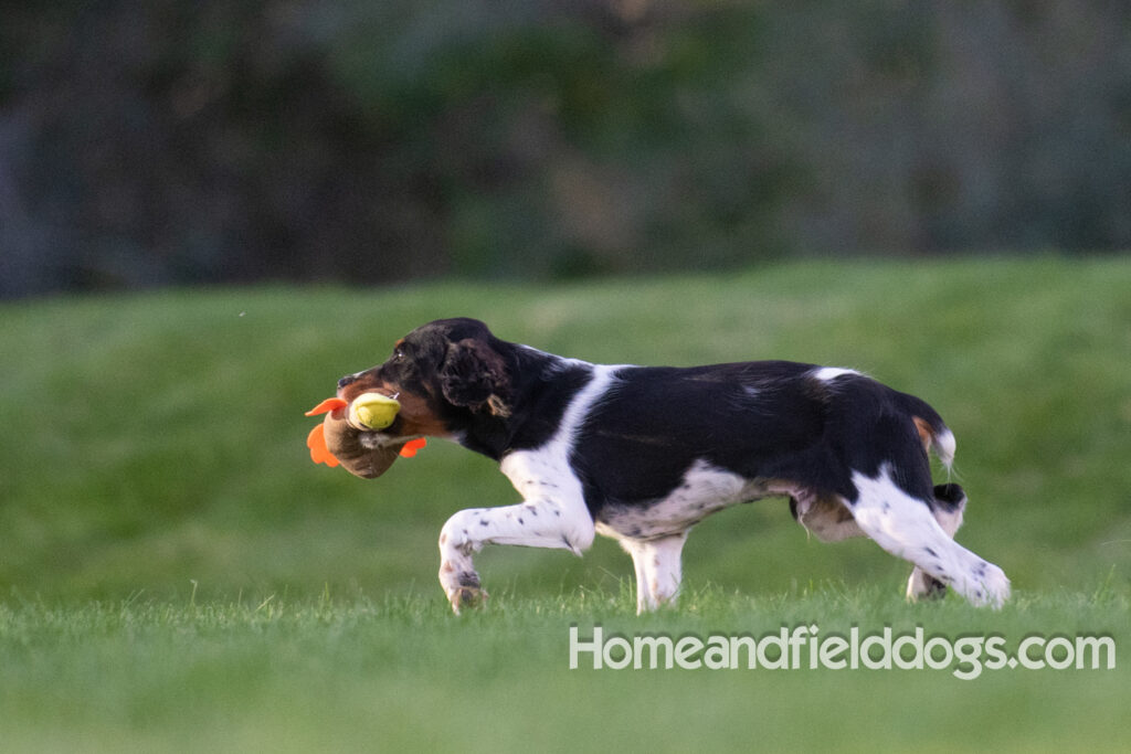 Picture of a young black tricolor french brittany spaniel outside in the park