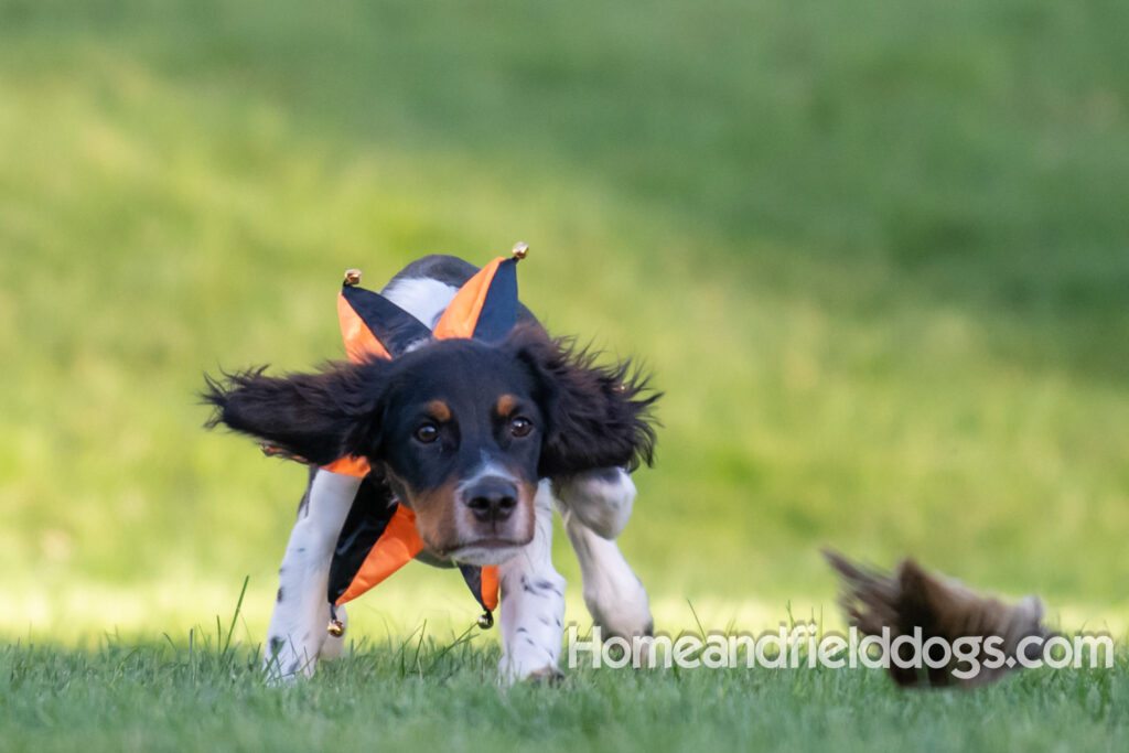 Tricolor french brittany puppies playing with toys in a field wearing halloween costumes